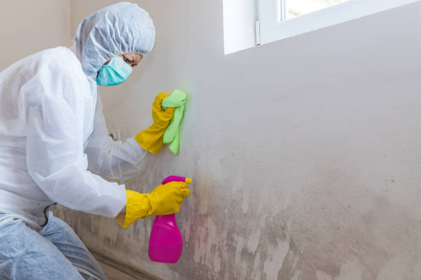 Best Basement Mold Removal  in Oak Harbor, OH